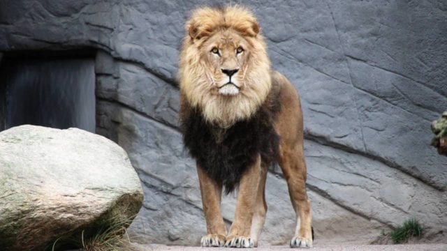 Cuatro leones del Zoológico de Barcelona dan positivo a Covid-19