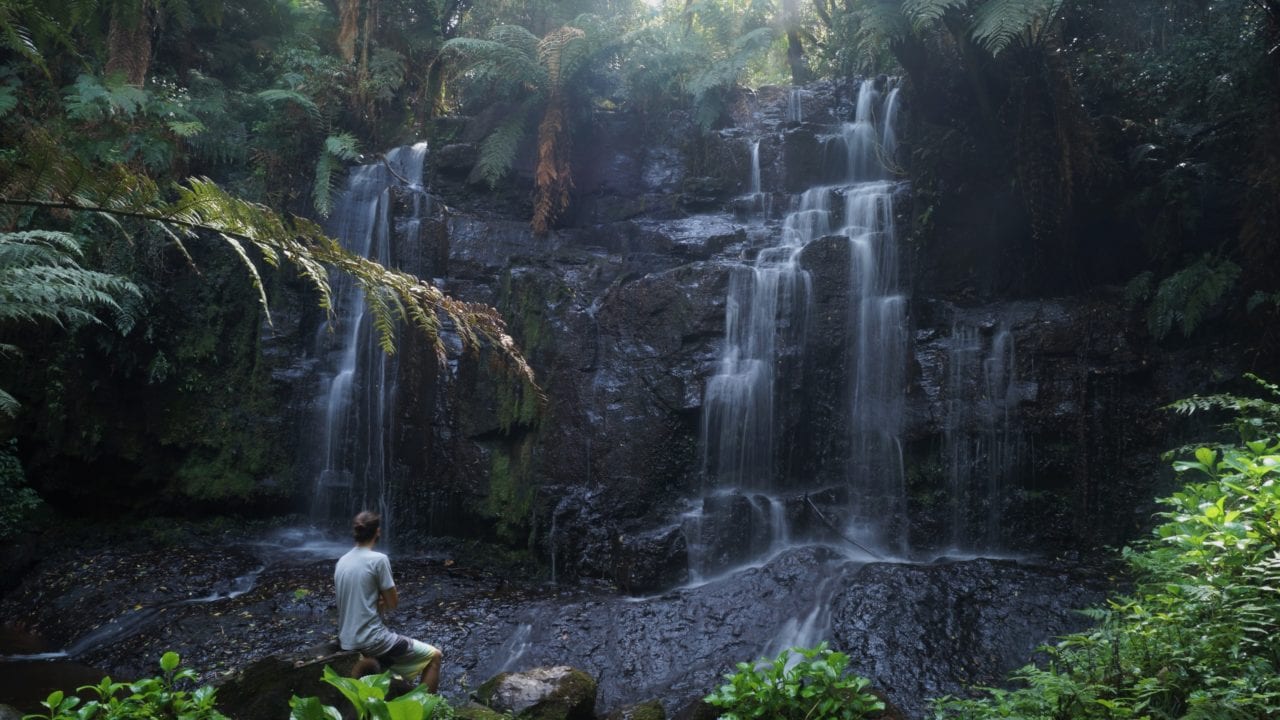 Cómo vivir la experiencia del ‘baño de bosque’ japonés en tu hogar