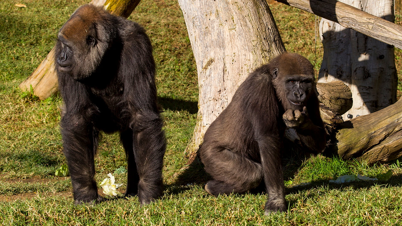 Dos gorilas dan positivo a Covid-19 en zoológico de San Diego