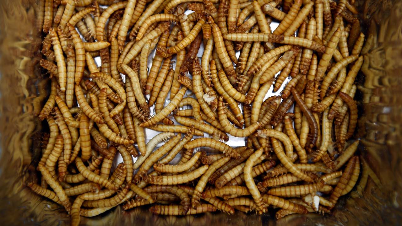 UE aprueba gusanos amarillos como primer insecto para comer