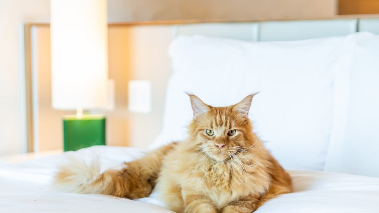 Celebra con tu mascota en este hotel de la CDMX