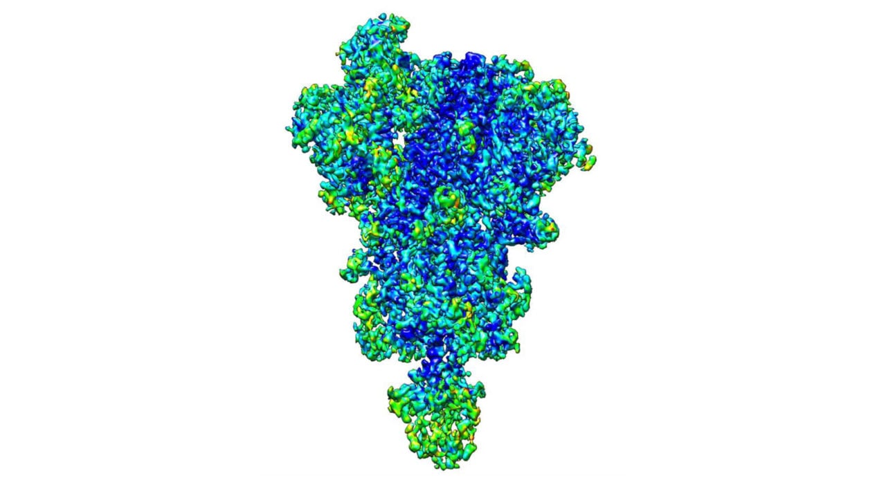 Descubren dos variantes de una proteína, vitales para mantener una función celular óptima