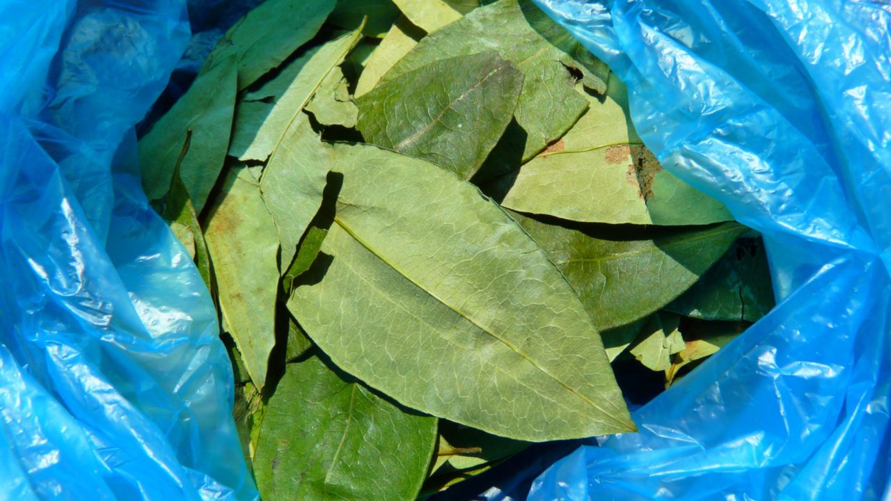 AMLO reporta hallazgo de siembra de coca en Guerrero