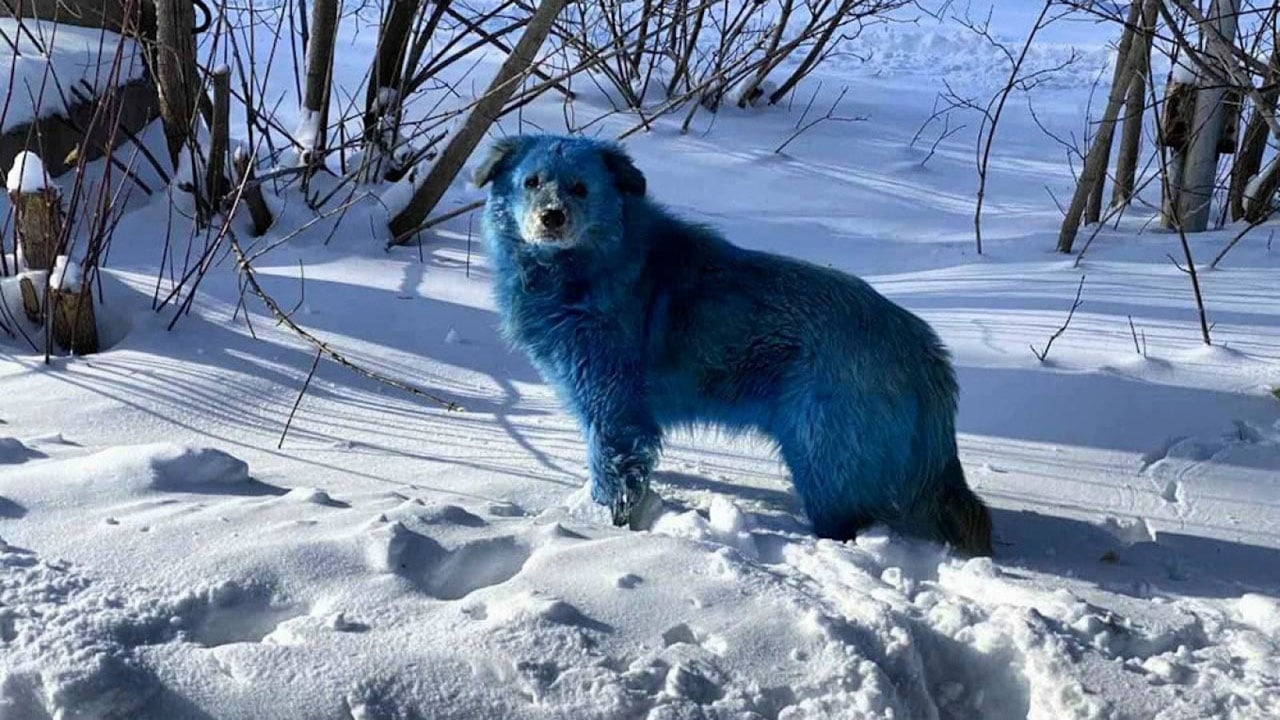Encuentran perros azules brillantes cerca de fábrica abandonada en Rusia