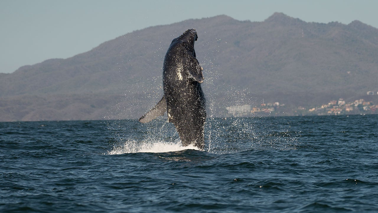Estudio destaca el potencial de las ballenas contra el calentamiento global