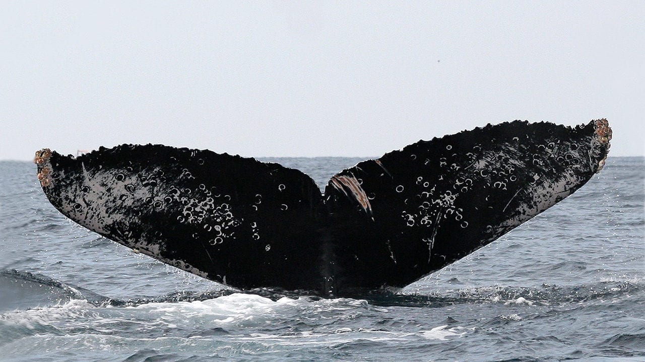 Fotoidentificación: la clave para el cuidado de las ballenas en México