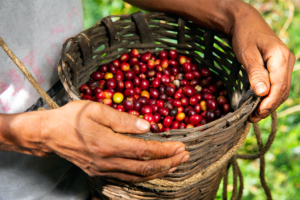 Caffenio