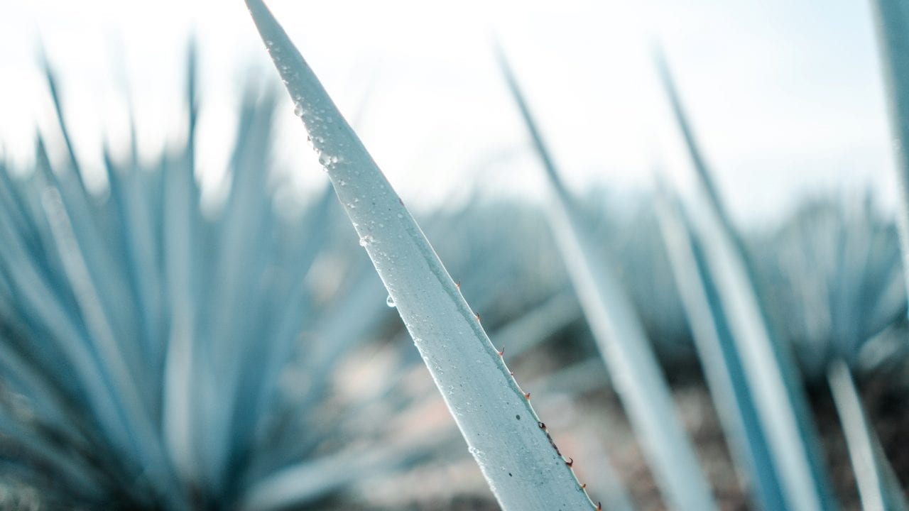 Día Internacional del Tequila: estos son los números de su producción en México