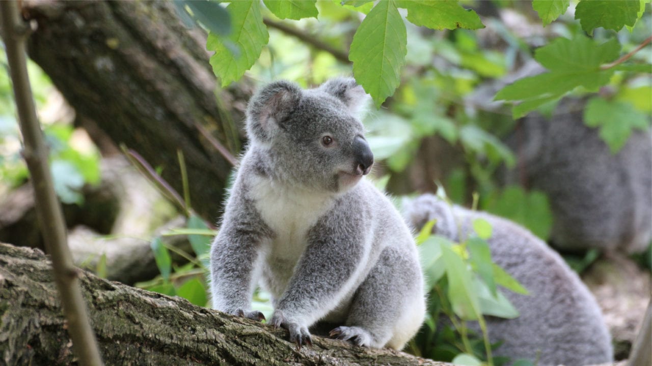 Revelan que Australia albergaba gran diversidad de monotremas hace 100 millones de años