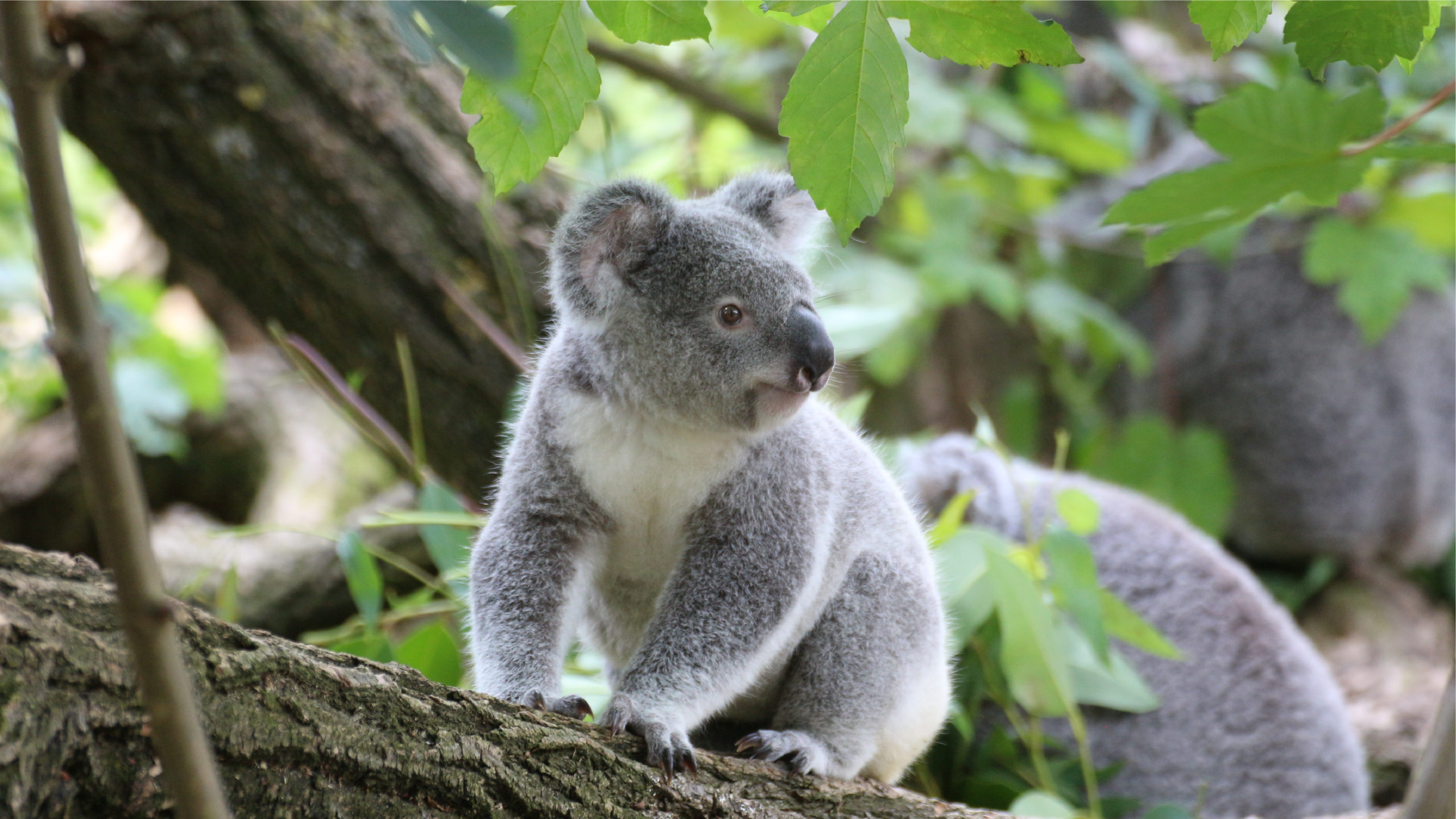 Australia-Koala
