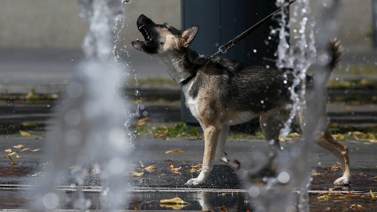 Rusia registra la primera vacuna contra el Covid-19 para animales