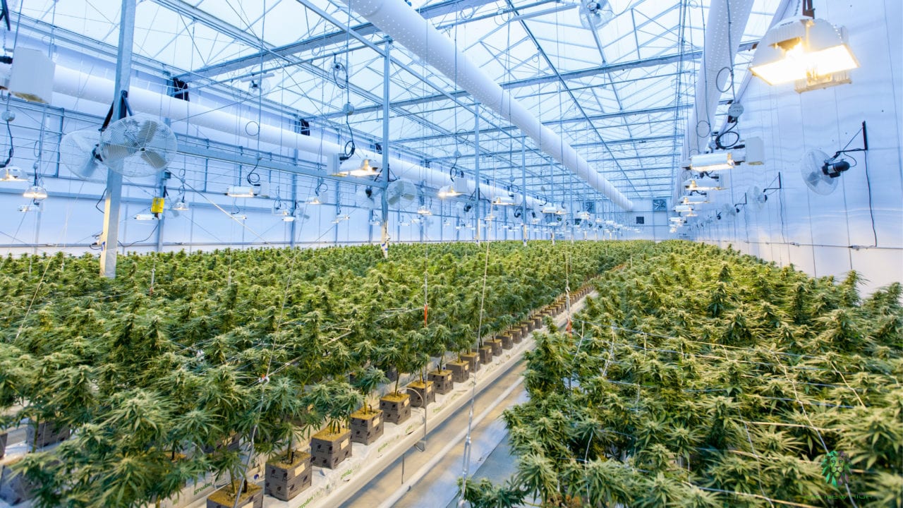 Desafíos para establecer dosis seguras en productos dietéticos de cannabis