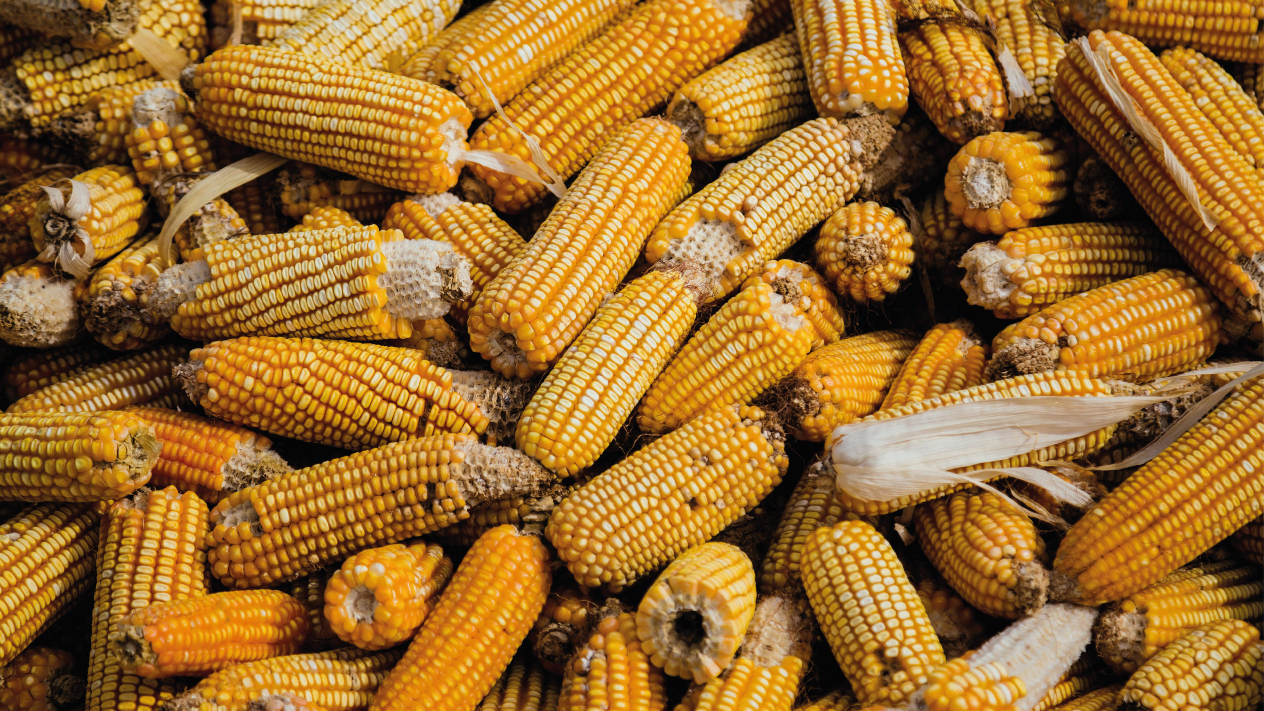 SCJN mantiene prohibición de siembra de maíz transgénico en México