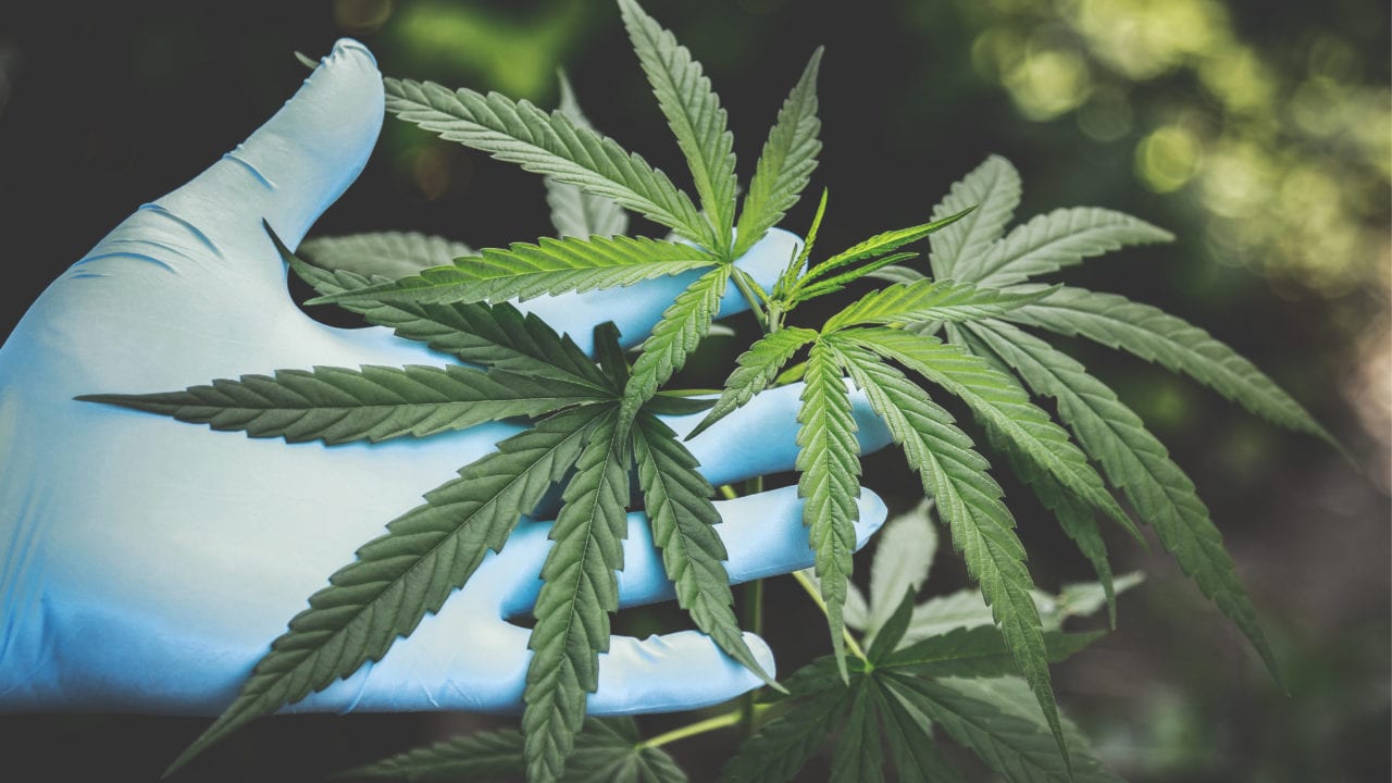 La reclasificación de la marihuana abre las puertas a la investigación médica