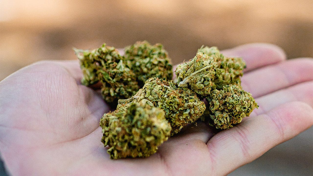 Selección 2021 | Este movimiento ayuda a los usuarios de marihuana a obtener permiso para consumir