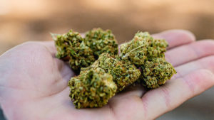 reclasificar-marihuana-acciones