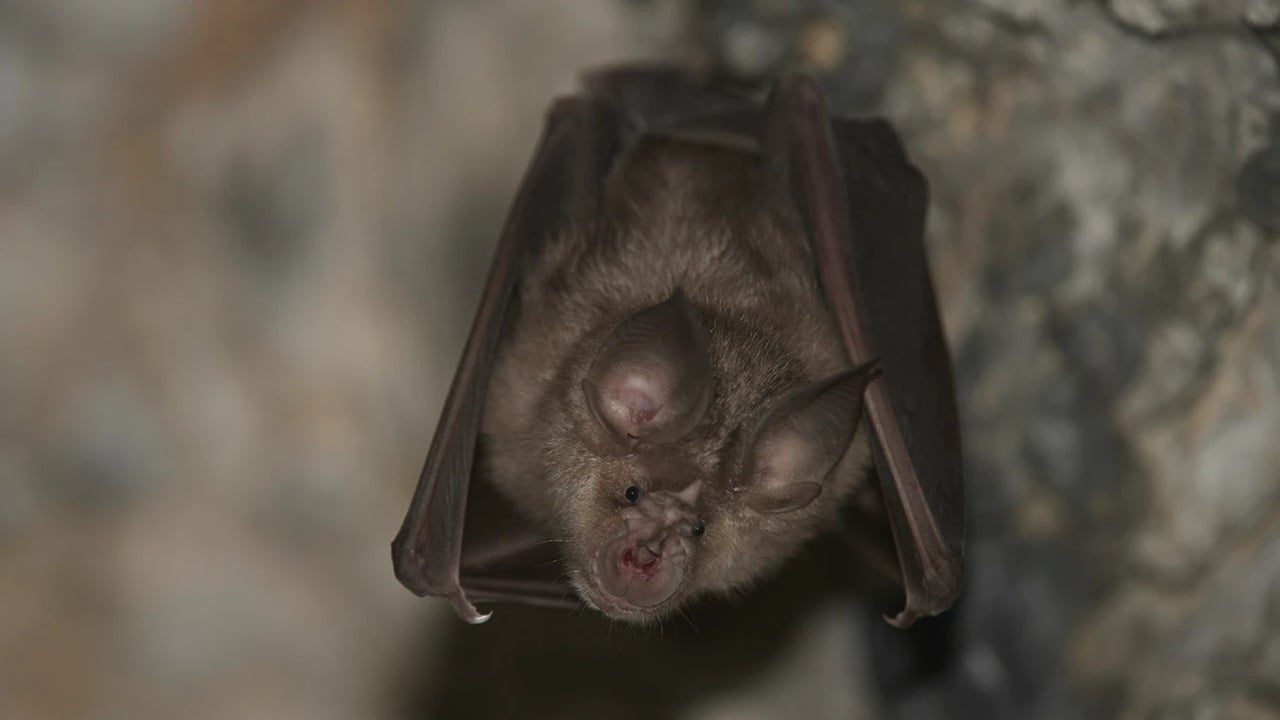 El murciélago fósil de Canarias que plantea un enigma sobre su desaparición