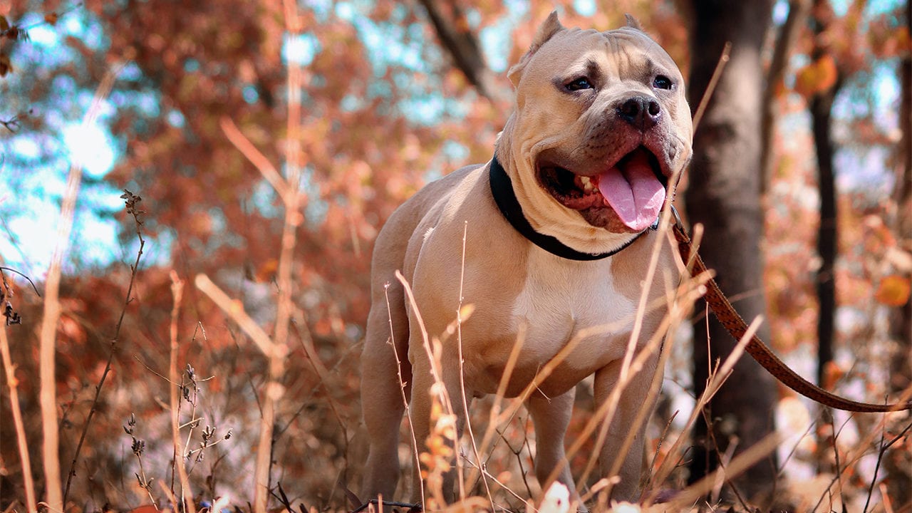 Los perros muerden más en días muy calurosos y con niveles de contaminación elevados: estudio