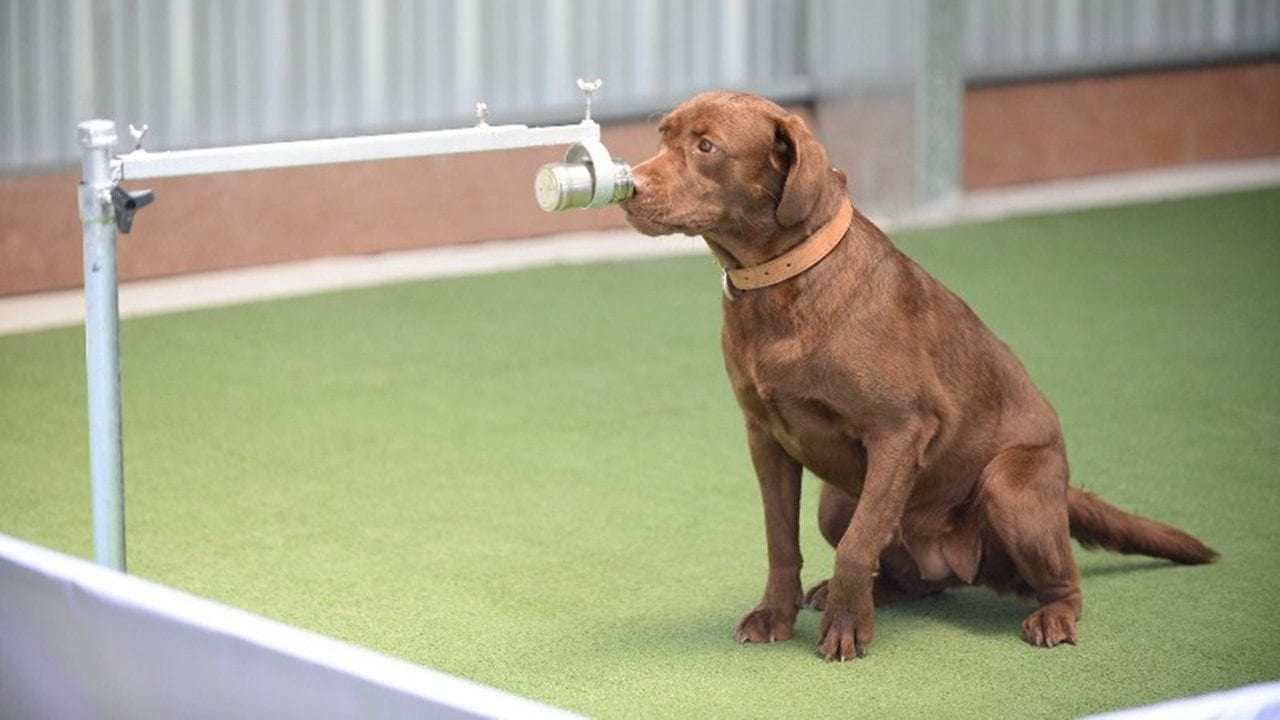 Perros en Tailandia detectan Covid-19 en el sudor tras entrenamiento