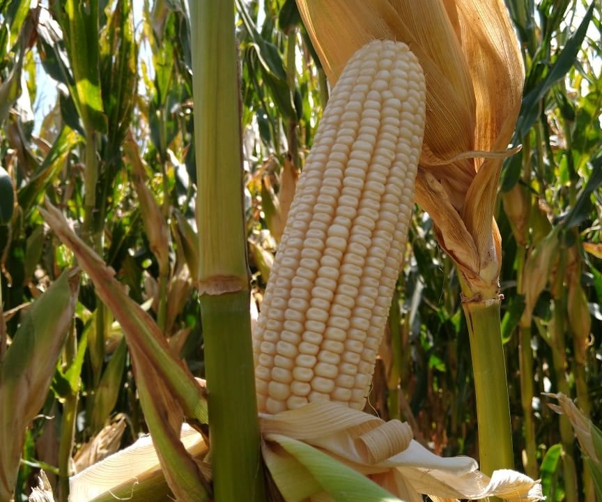 Gobierno prevé que producción de maíz blanco caiga 10% por sequía