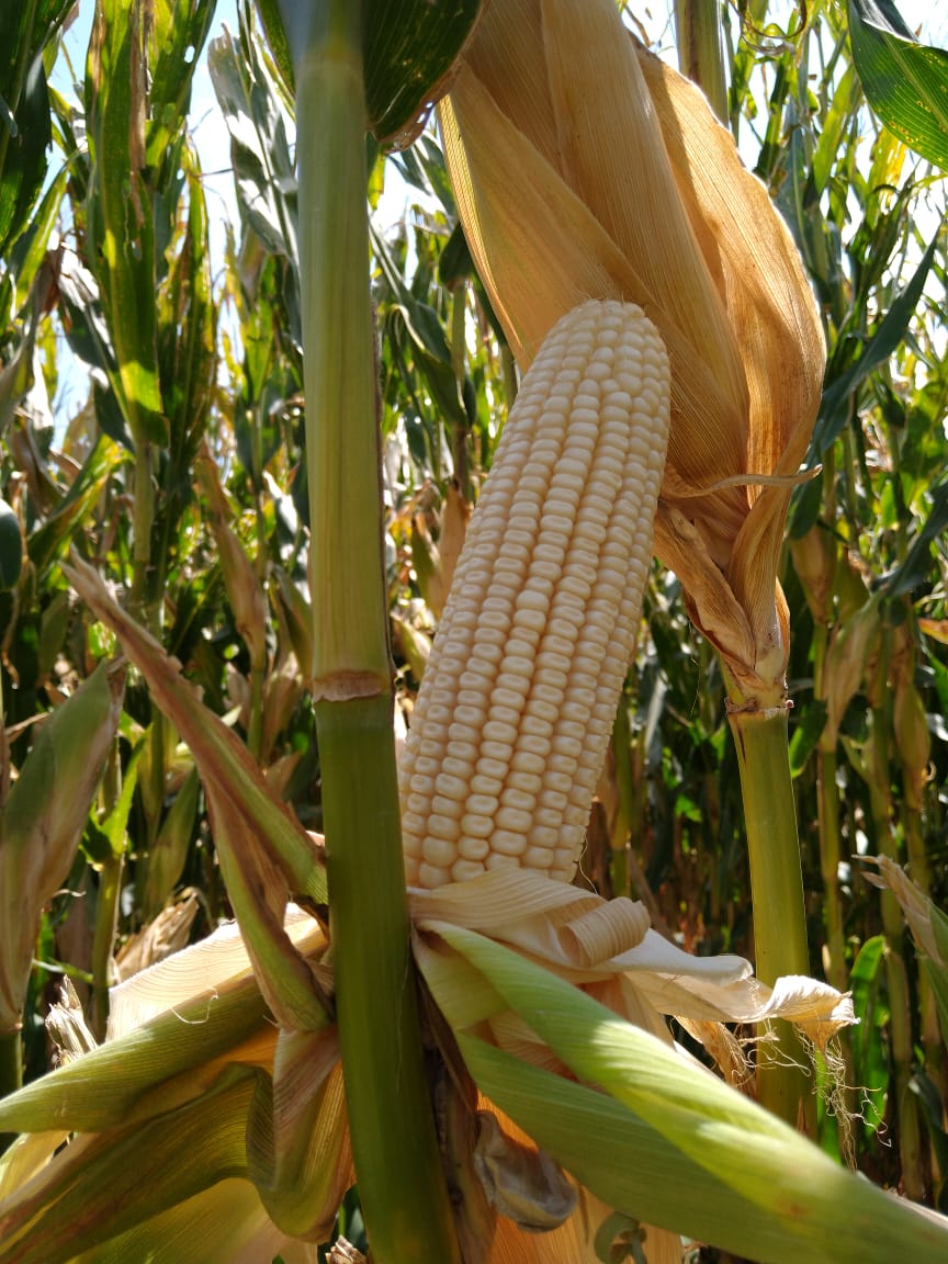 Gobierno prevé que producción de maíz blanco caiga 10% por sequía