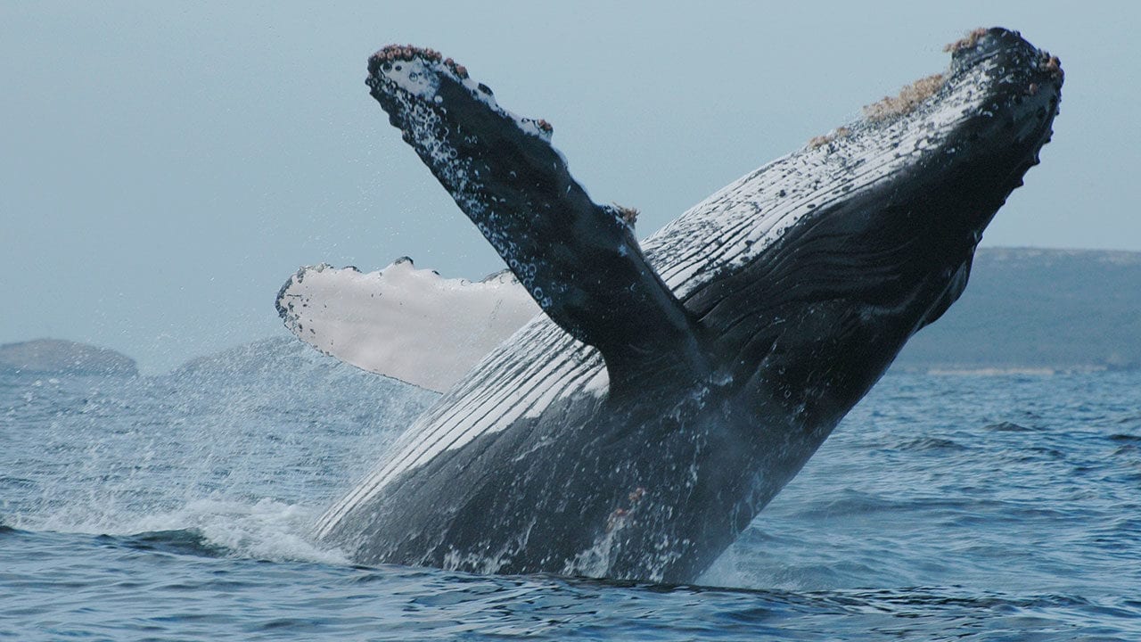 Las ballenas jorobadas se suman a las especies que usan ‘herramientas’ para cazar