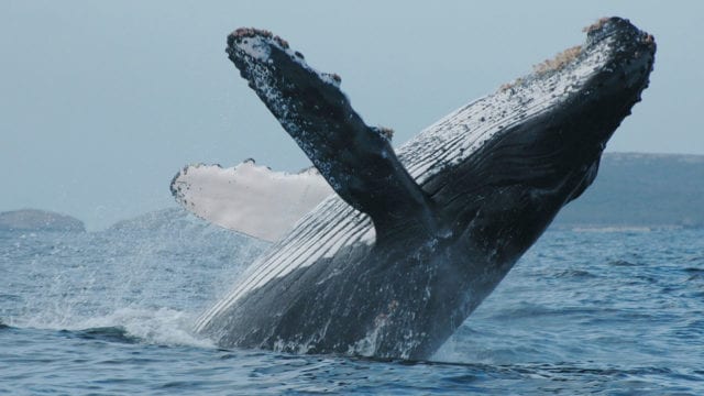 canto-ballenas