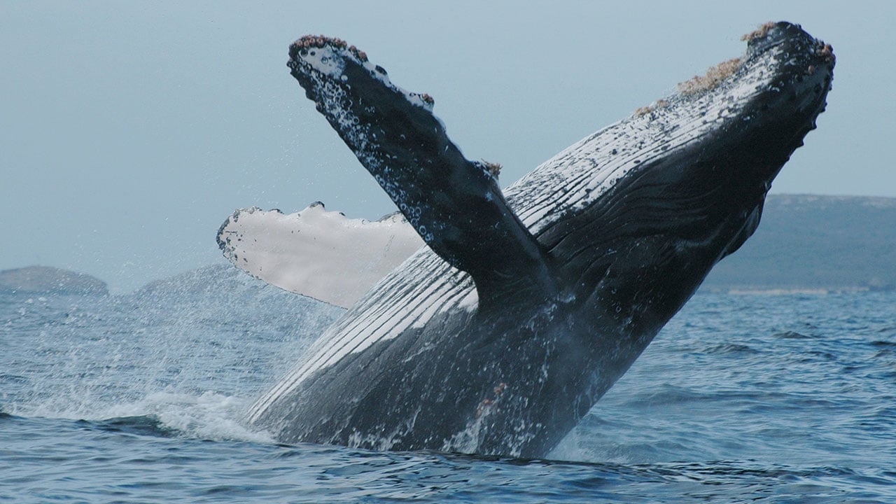 Ballenas © Astrid Frisch-crisis climática hará que las ballenas ya no tengan aguas adecuadas