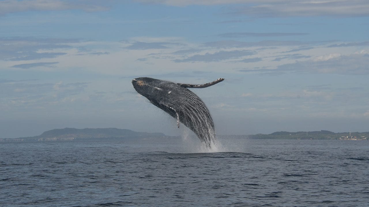 IA se alía con ballenas y delfines para protegerlos de los barcos
