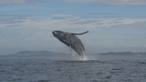 ballenas jorobadas-mar Arábigo
