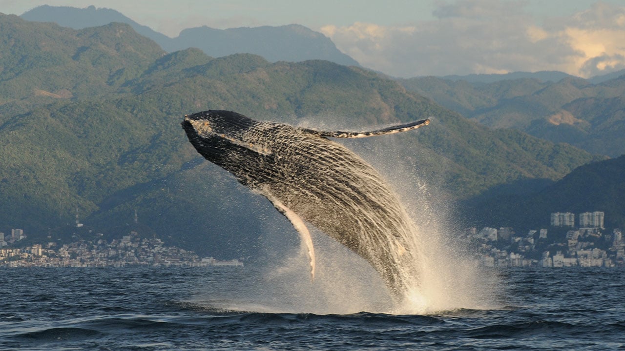 Elaboran el primer ‘atlas de las ballenas’ para reducir colisiones con buques en alta mar