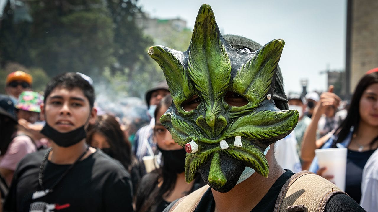 Senadores plantean que autoridades entren a casas a ver cumplimiento de ley de marihuana