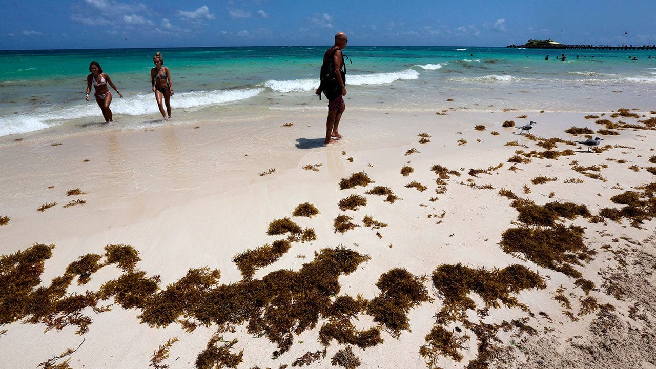Sargazo disminuye en el Golfo de México y el Caribe; prevén que se mantenga así