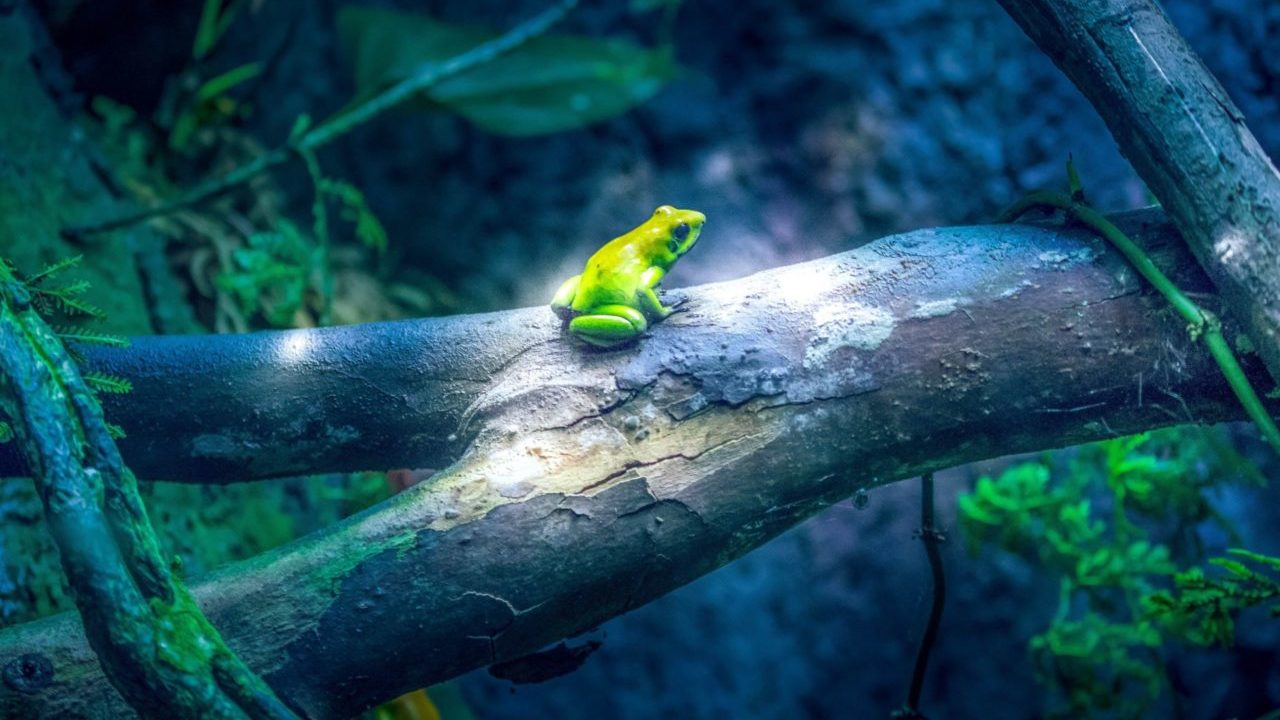 Descubren especie de rana en Panamá y la bautizan como Greta Thunberg
