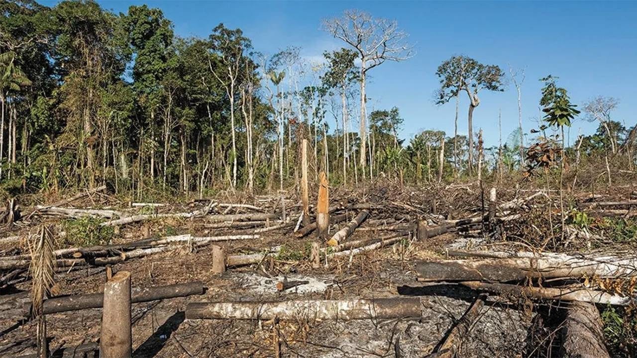 Acusan a Inditex y H&M de usar algodón relacionado con la deforestación en Brasil