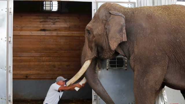 Rescatan elefante de 40 años que fue abandonado por un circo en Guadalajara