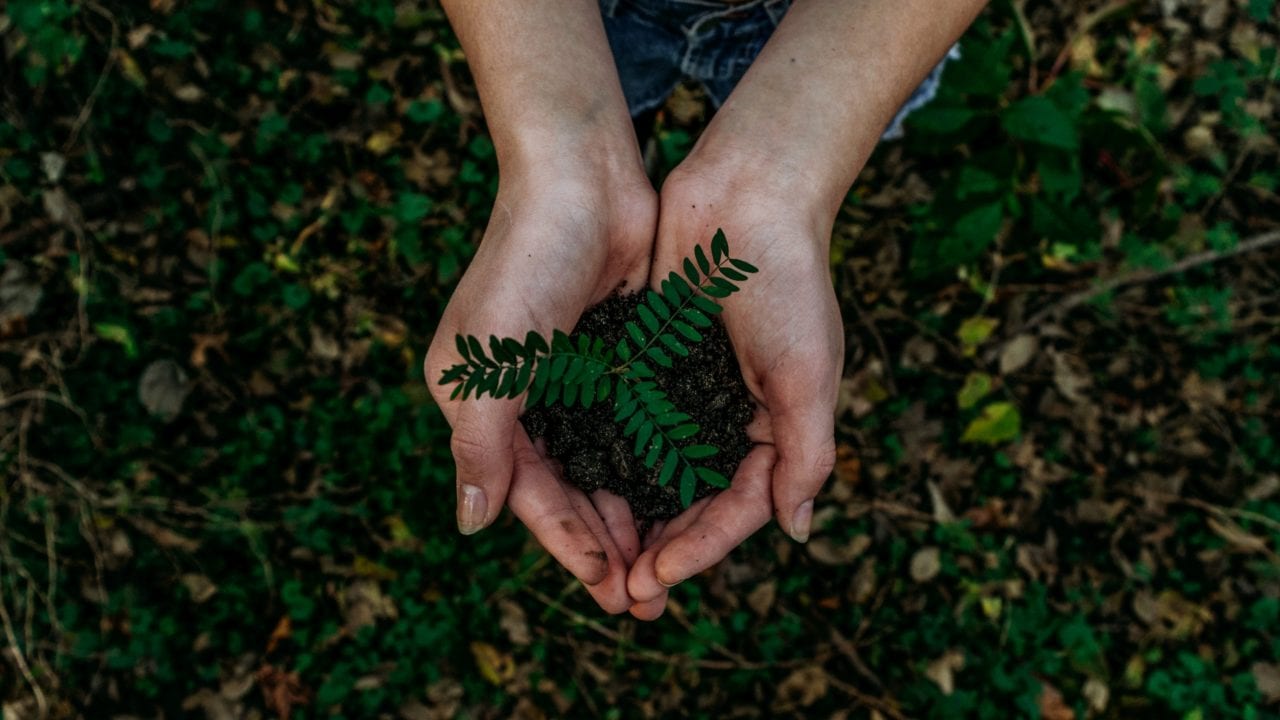 La Importancia sostenible de plantar un árbol