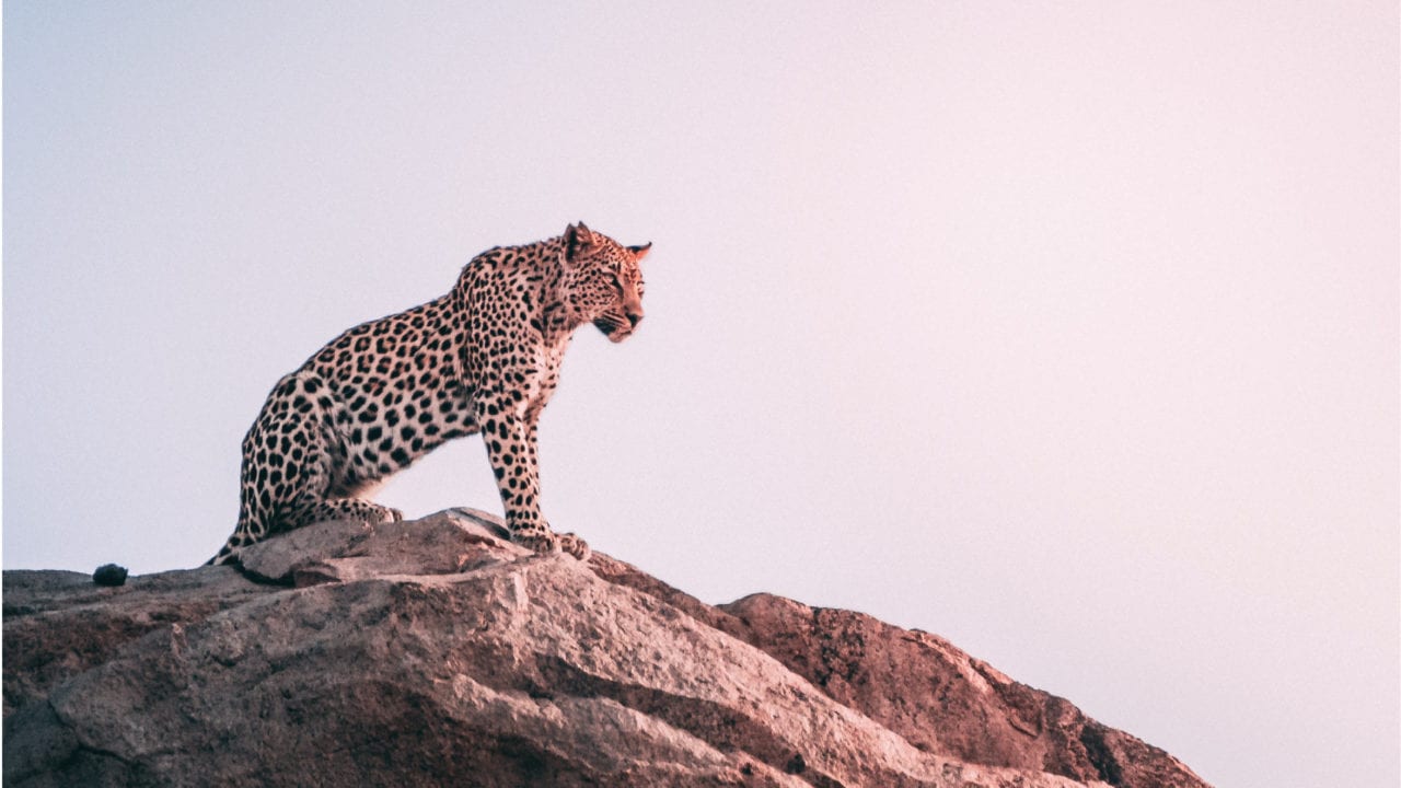 Kenia realizará su primer censo de animales salvajes