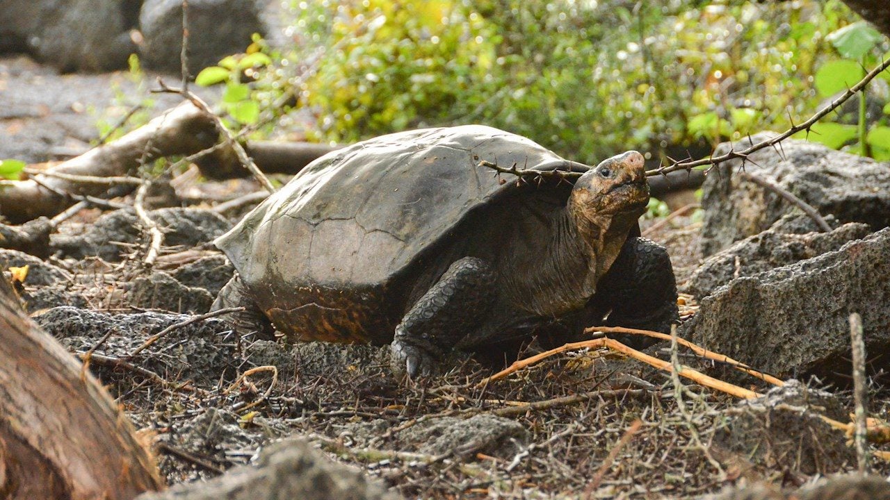 Encuentran tortuga en Galápagos que se creía extinta hace 100 años