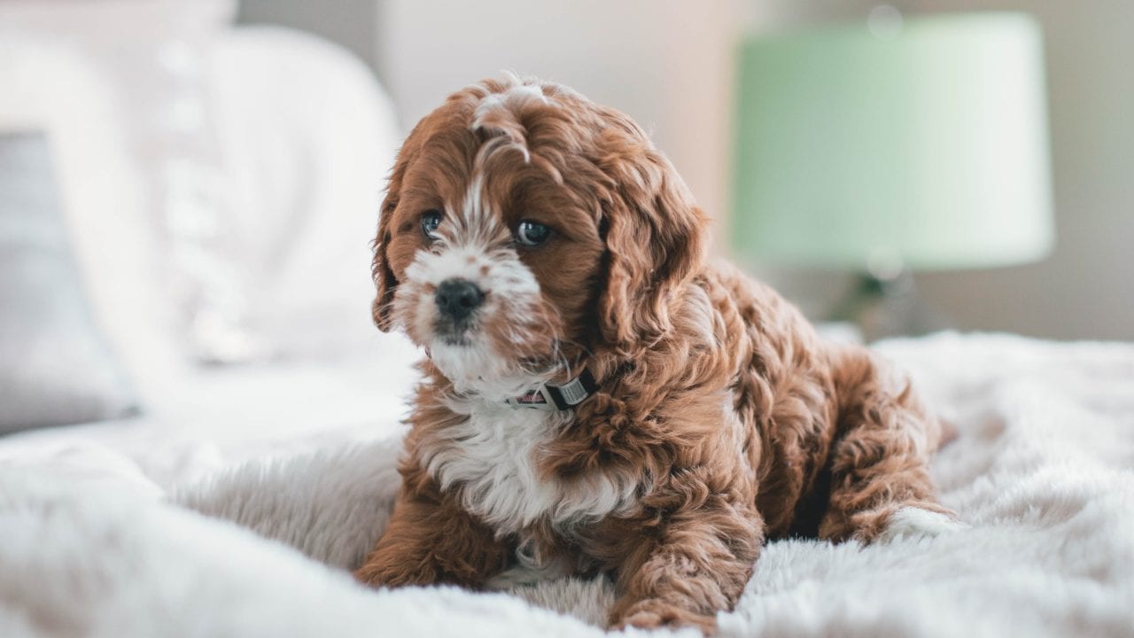Mascotas, el dinero (y el amor) que invertimos en ellos