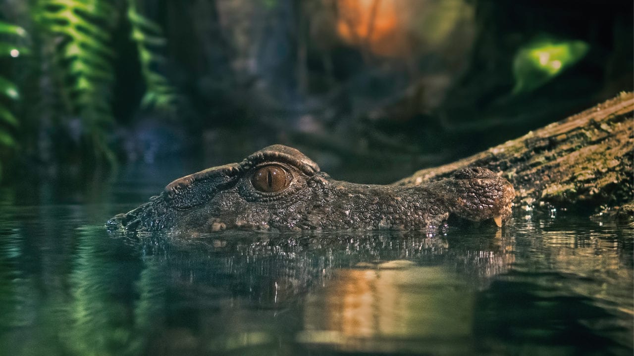 Más de 200 caimanes han sido capturados en Disney World desde 2016