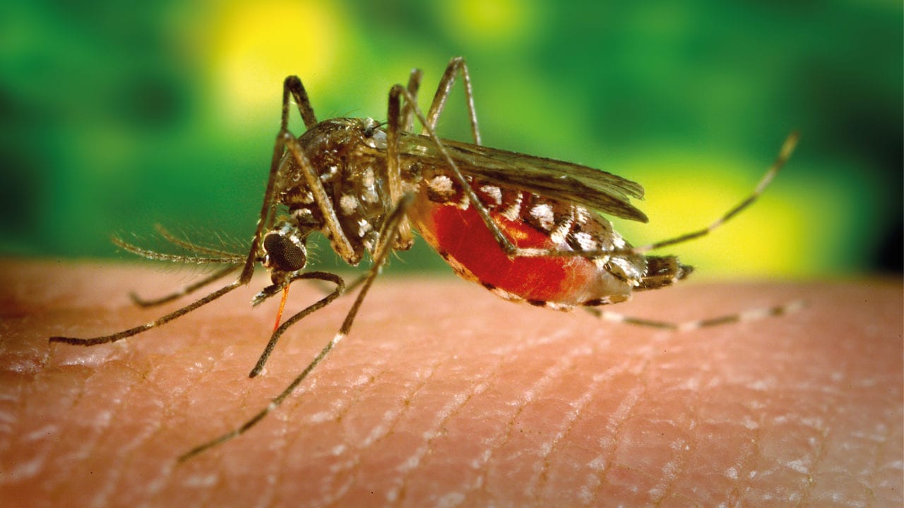 Así es cómo colonialismo, guerra y comercio impulsaron propagación de la malaria