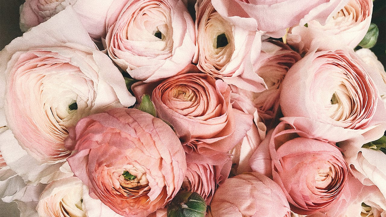Productores de flores confían regresar a niveles de ventas prepandemia en 2021