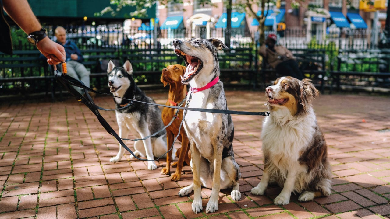 Estudio señala que la raza de los perros no determina su comportamiento