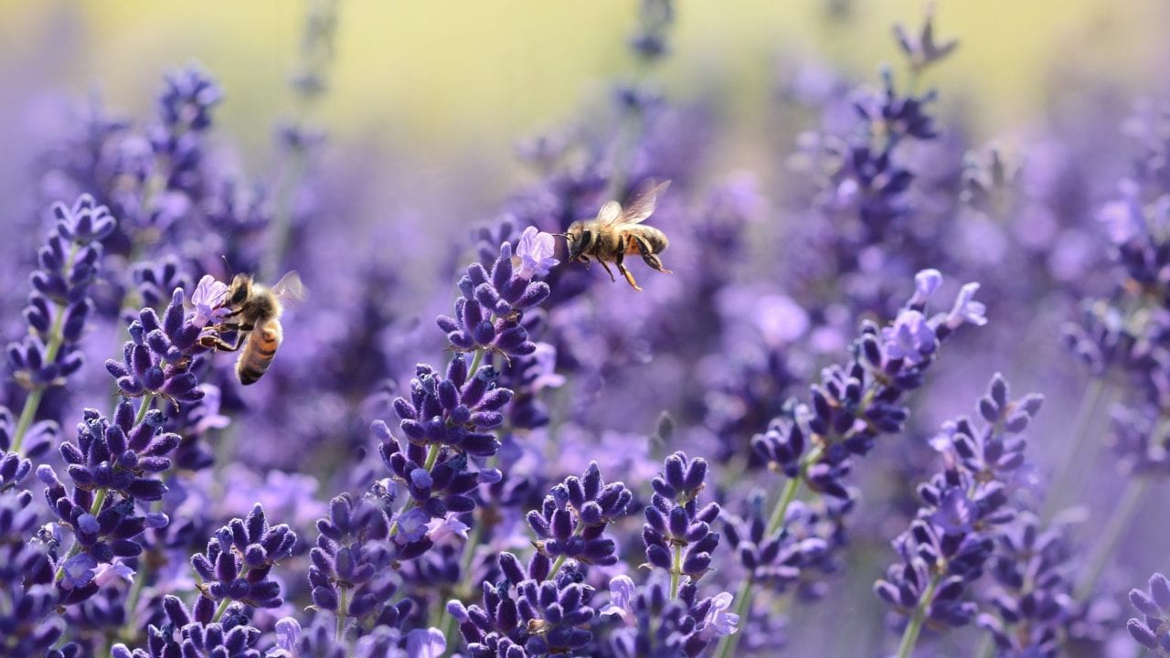 Ausencia de abejas provocaría crisis en producción de alimentos