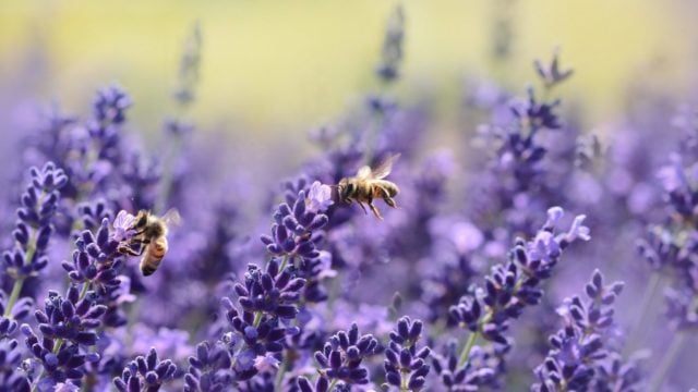 polinización Ausencia de abejas provocaría crisis en producción de alimentos