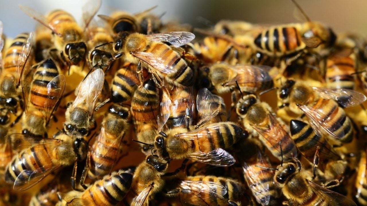 UE confirma prohibición de plaguicidas de Bayer por daño a las abejas