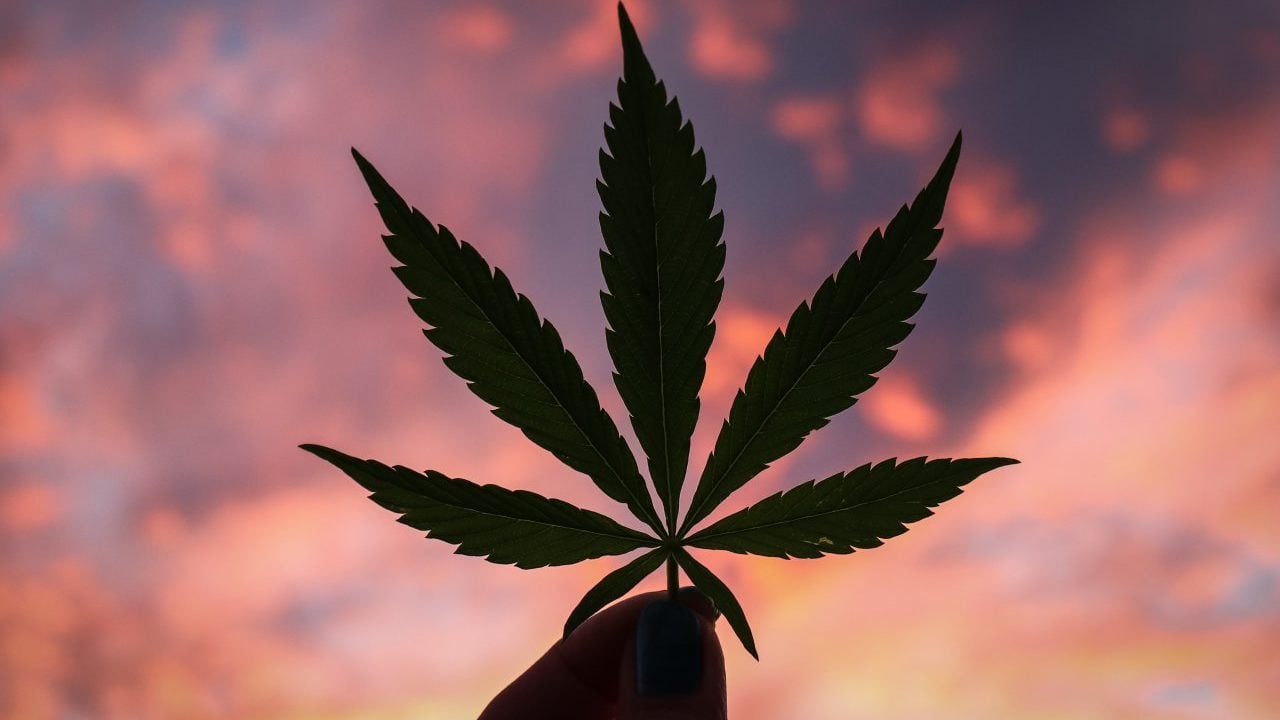 Repercusiones de una guerra en la industria del cannabis