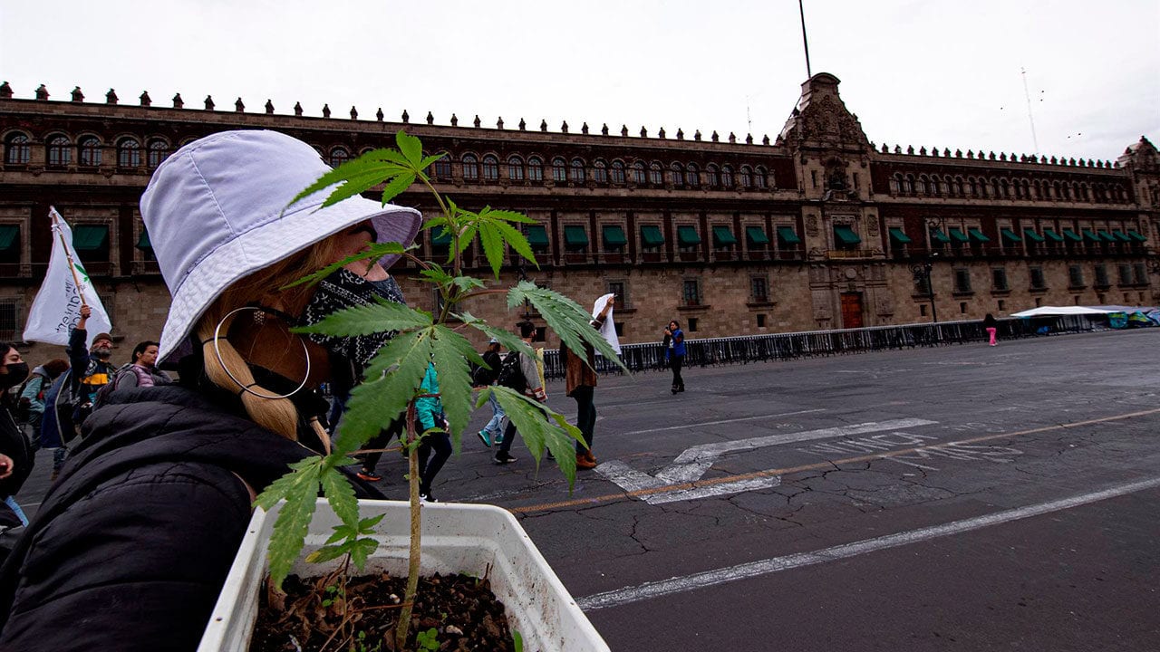 Cannabis en México: entre la salud pública y el desarrollo económico