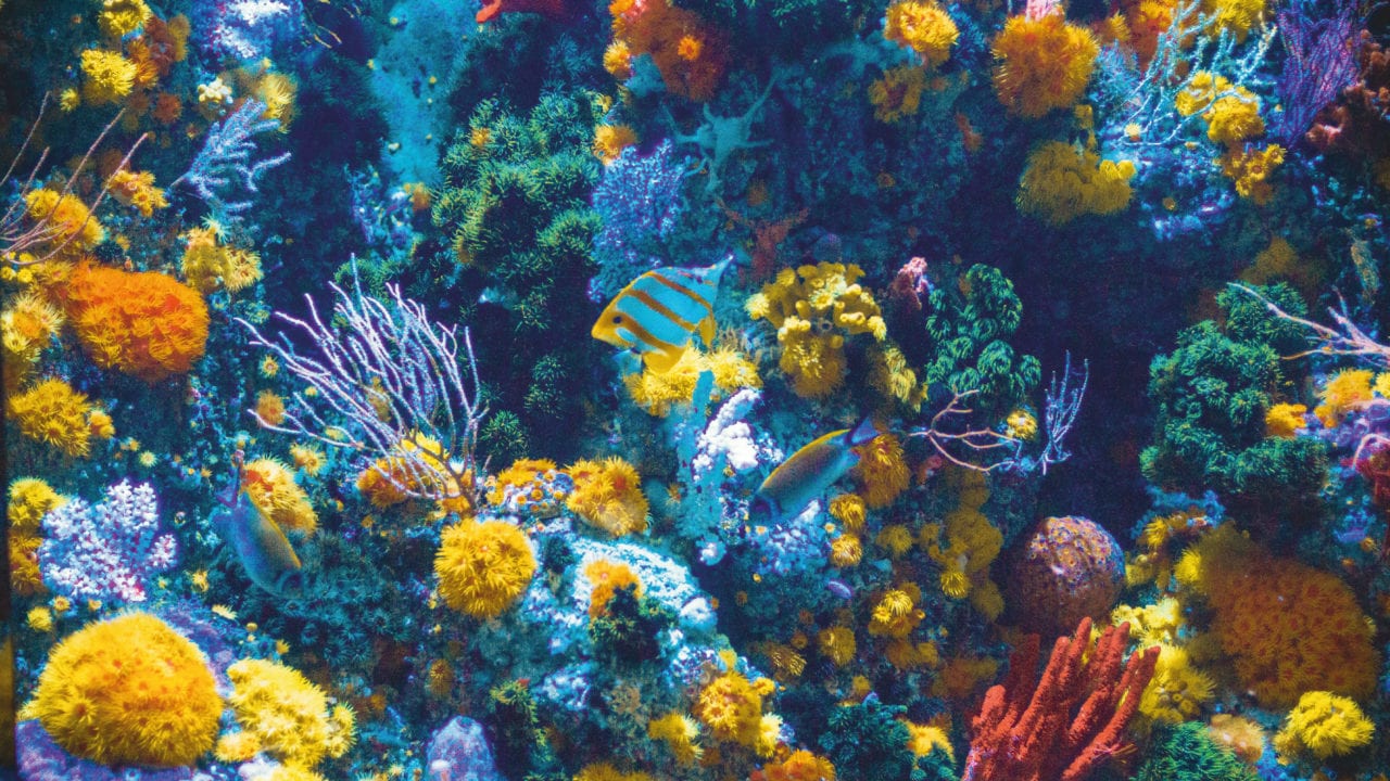 Piden a ONU más protección a la biodiversidad en aguas internacionales